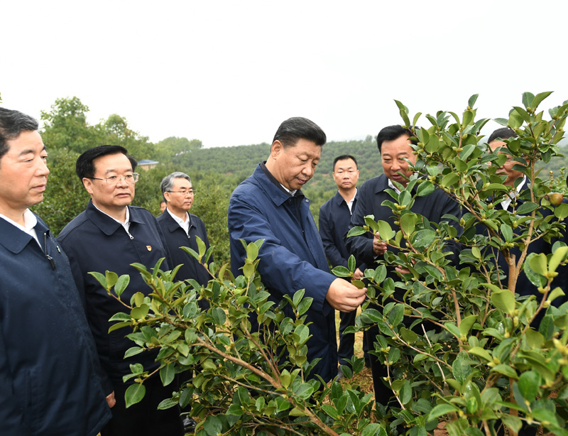 　　9月16日至18日，中共中央總書記、國家主席、中央軍委主席習近平在河南考察。這是17日上午，習近平來到信陽市光山縣槐店鄉(xiāng)司馬光油茶園，實地察看油茶樹種植和掛果情況。新華社記者 謝環(huán)馳 攝